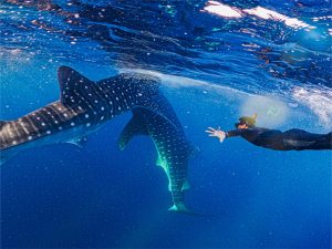 sumbawa whale shark tour 03 days 02 nights